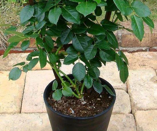 图解 给花盆换盆的4个步骤 图片