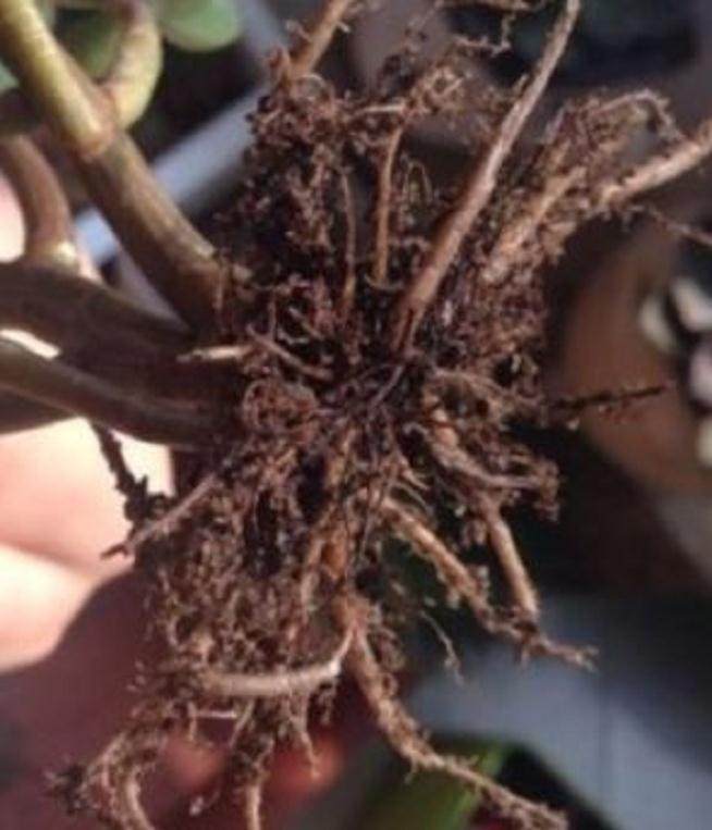 图解 给花盆换盆的4个步骤 图片