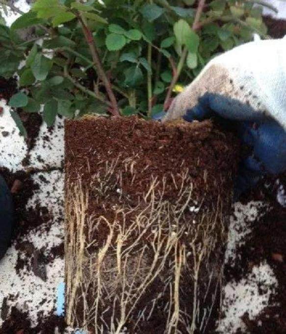 图解 给花盆换盆的4个步骤 图片