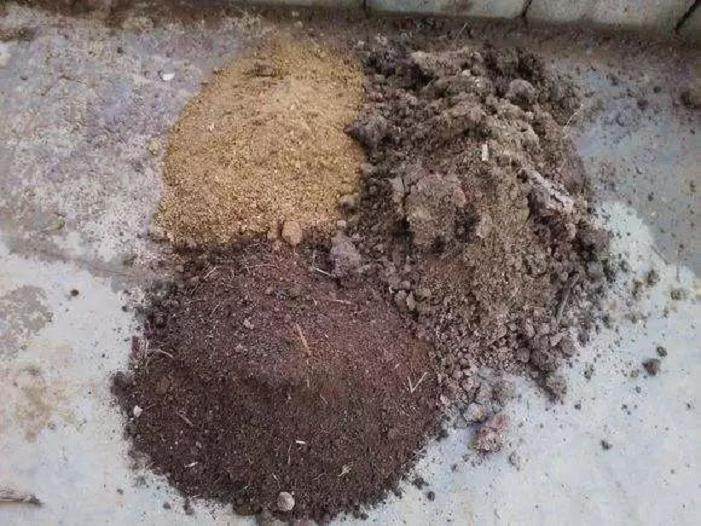 图解 给花盆换盆的4个步骤 图片