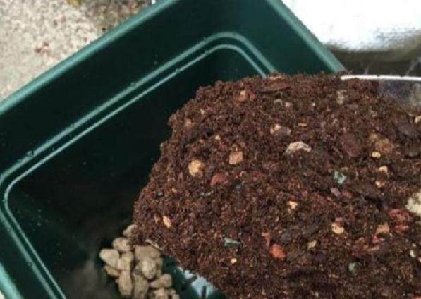 图解 给花盆换盆的4个步骤 图片