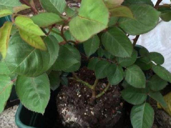 图解 给花盆换盆的4个步骤 图片