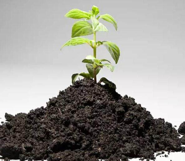 花卉换盆的季节 我们来了解一下花土!