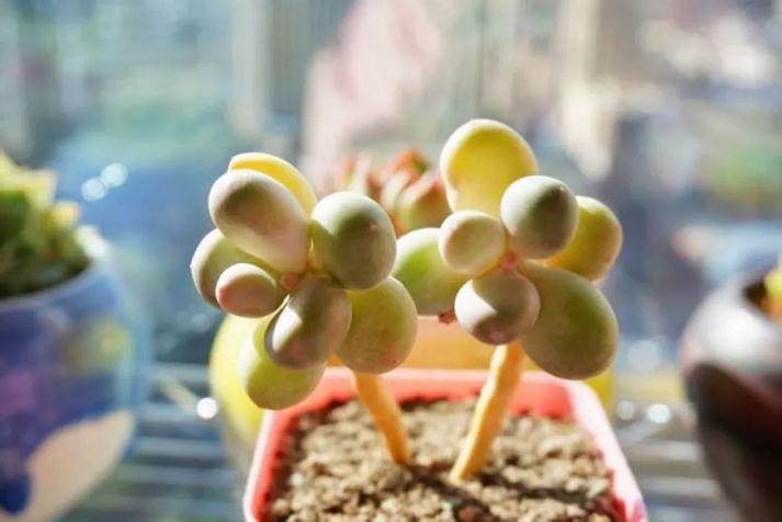 家里多肉出现这3种情况必须换盆 否则死亡就不远了