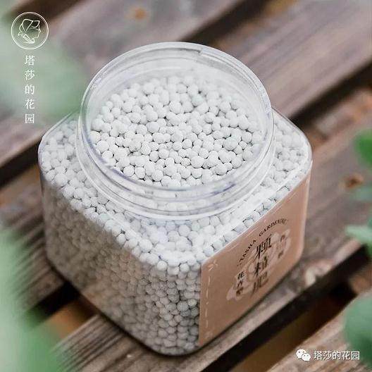 如何让网购的月季更快适应新环境?换盆!