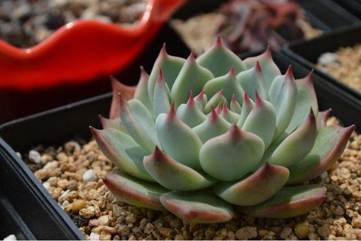 养肉3年 她居然抱怨换盆累 原因是多肉总爱爆头