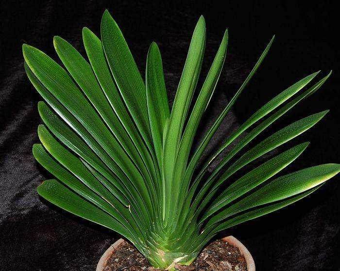 这种君子兰换盆修根方法轻松易行!