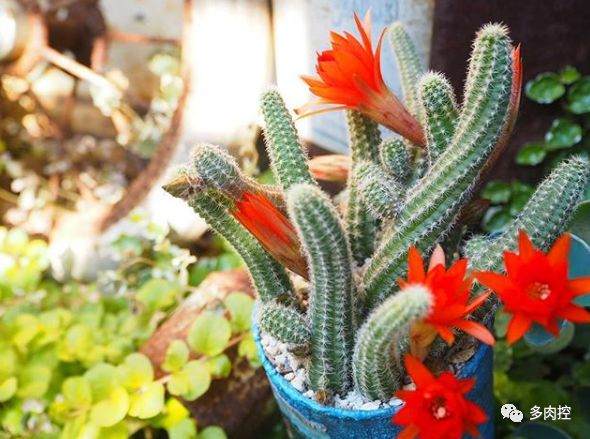 夏天多肉要不要换盆?