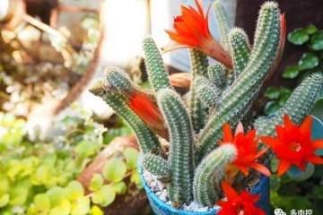 夏天多肉要不要换盆 图片