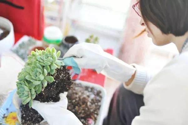 一般多肉换盆可以按照下面的6个步骤来