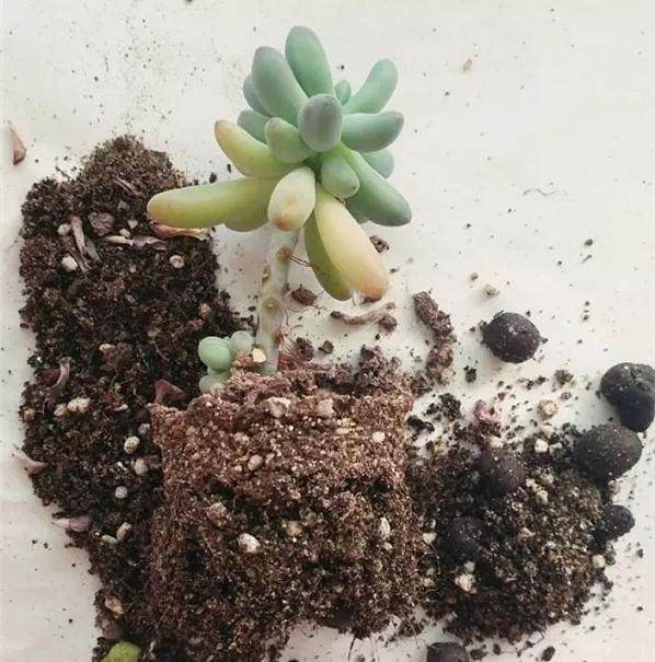 一般多肉换盆可以按照下面的6个步骤来