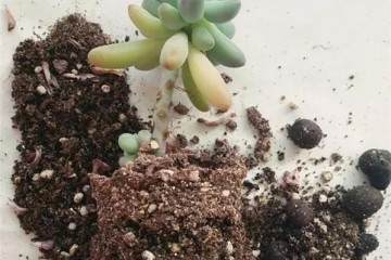 一般多肉换盆可以按照下面的6个步骤来