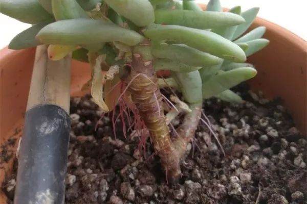 多肉换盆要警惕 方法不对白忙活 换一盆死一盆！