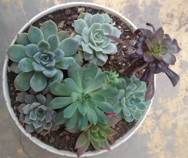 多肉换盆要警惕 方法不对白忙活 换一盆死一盆！