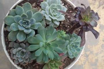 多肉换盆要警惕 方法不对白忙活 换一盆死一盆