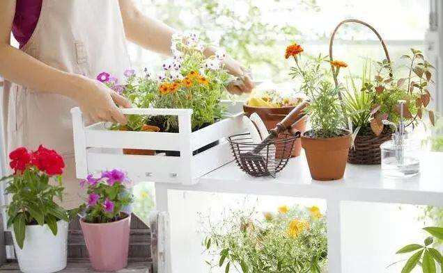 给花换盆的时候 在底部加点这个 不烂根不黄叶