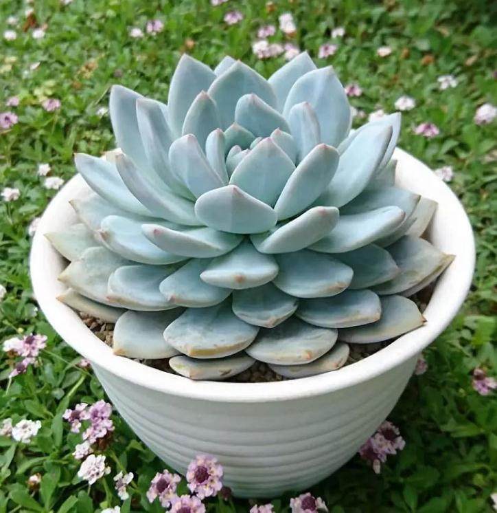 多肉换盆之后如何养护 图片