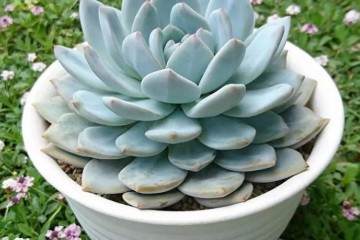 多肉换盆之后如何养护 图片