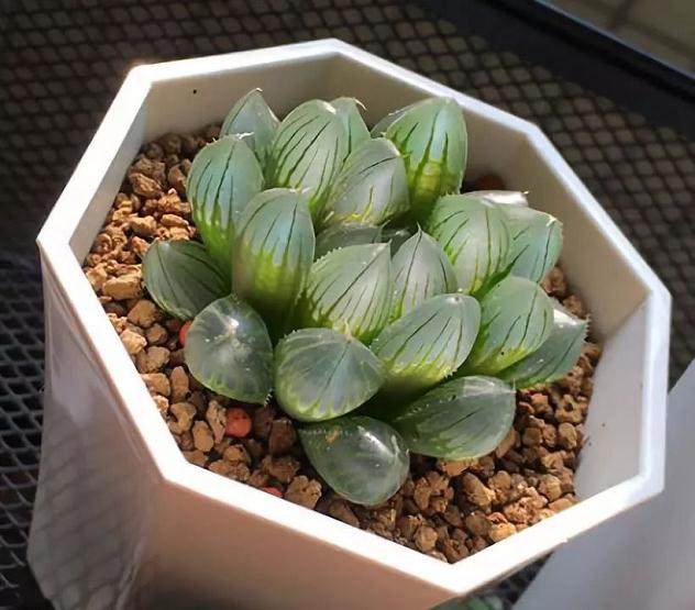 如何判断是否适合多肉换盆？