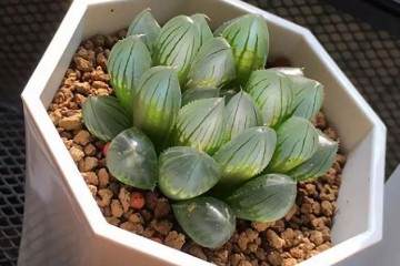 如何判断是否适合多肉换盆 图片