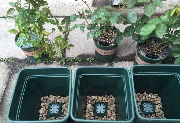 盆栽的月季花一般1~2年就要换一次盆 图片