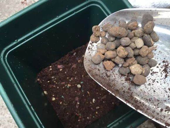 盆栽的月季花一般1~2年就要换一次盆 图片