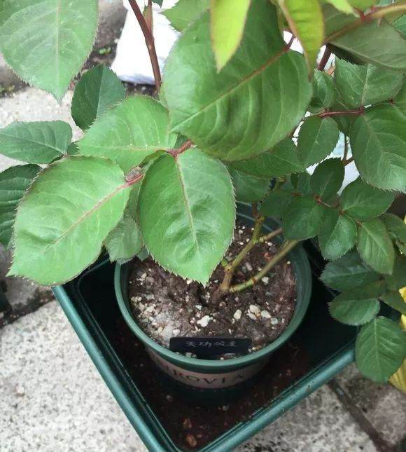 盆栽的月季花一般1~2年就要换一次盆 图片