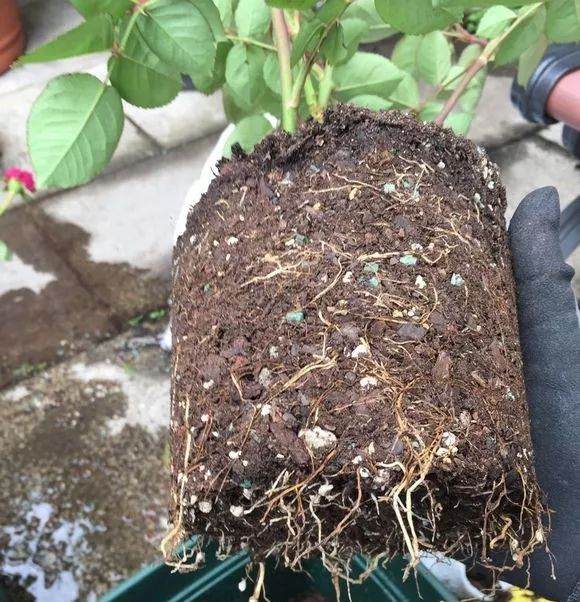 盆栽的月季花一般1~2年就要换一次盆 图片