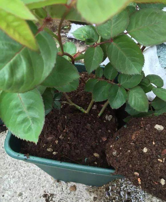 盆栽的月季花一般1~2年就要换一次盆 图片