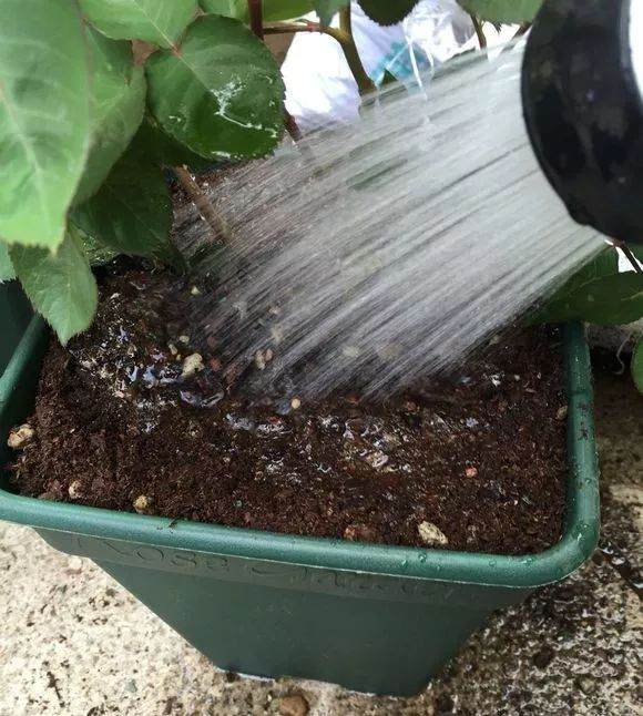 盆栽的月季花一般1~2年就要换一次盆 图片