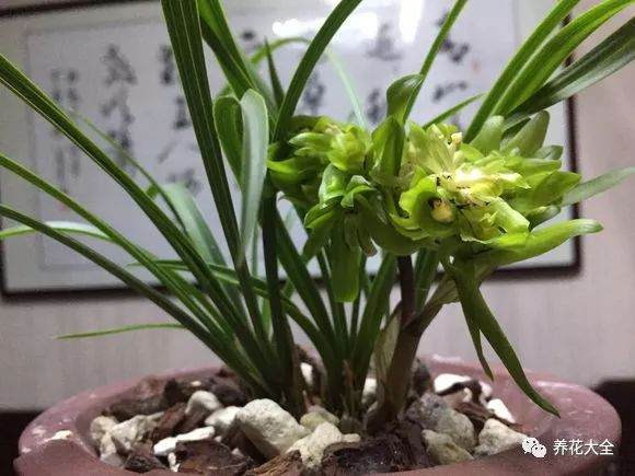 兰花换盆操作的5个步骤