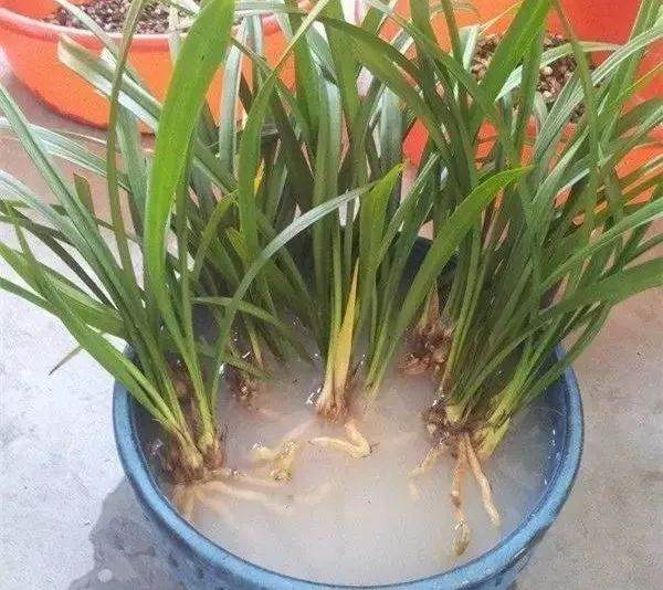 兰花换盆操作的5个步骤