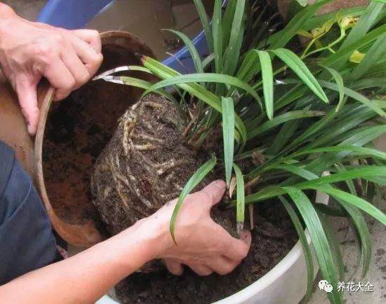 兰花换盆操作的5个步骤
