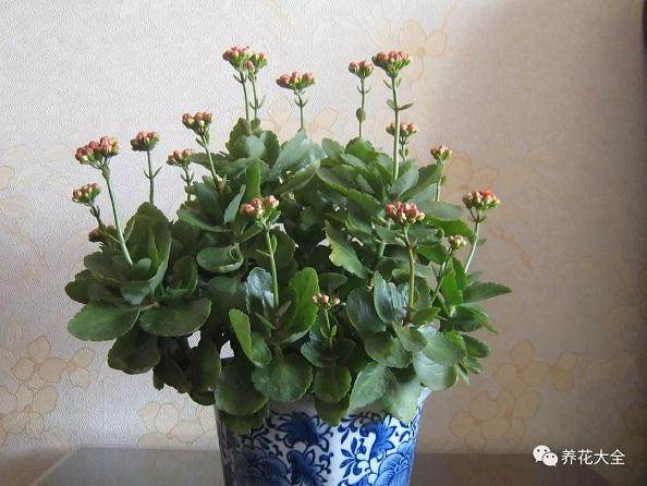 长寿花换盆的5个操作步骤
