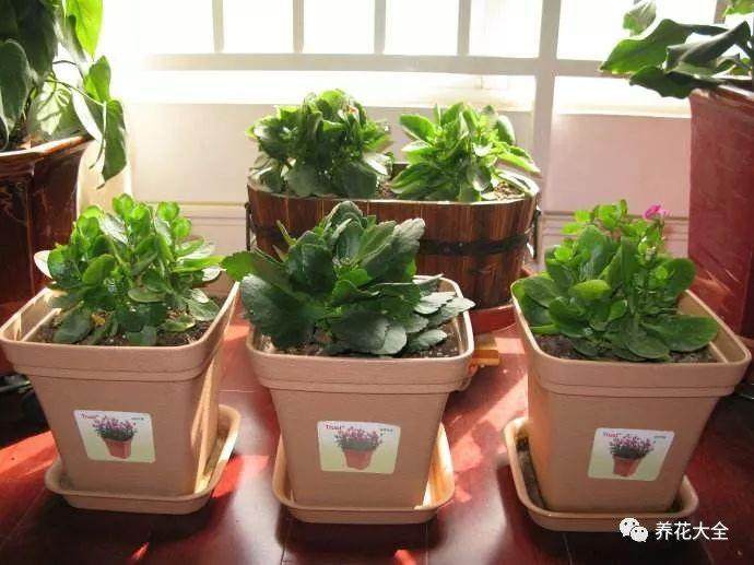 长寿花换盆的5个操作步骤