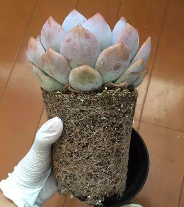 多肉换盆的4个操作步骤
