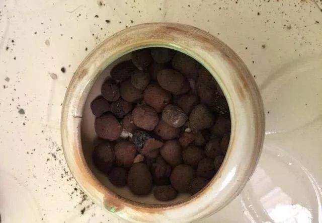 多肉换盆的4个操作步骤