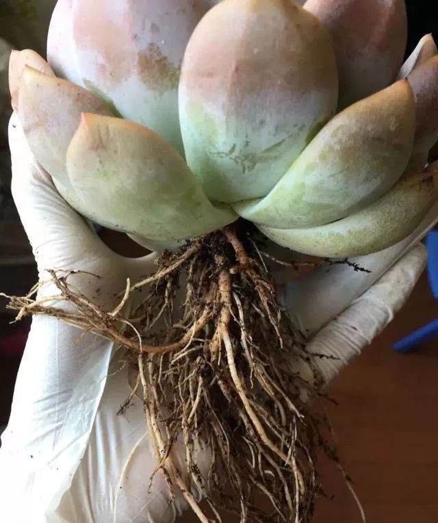 多肉换盆的4个操作步骤