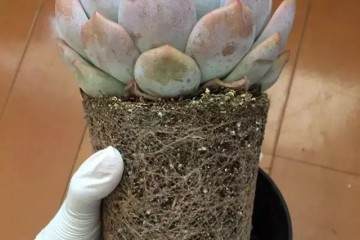 多肉怎么换盆的4个操作步骤 图片