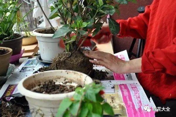 栀子花换盆的6个操作步骤