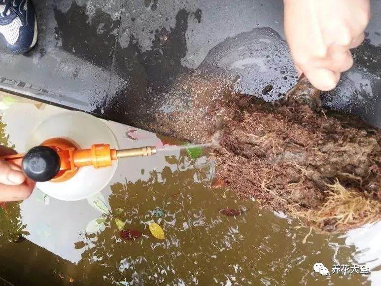 栀子花换盆的6个操作步骤