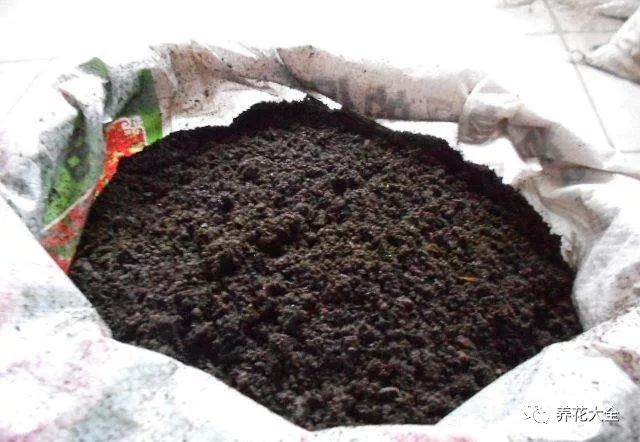 栀子花换盆的6个操作步骤