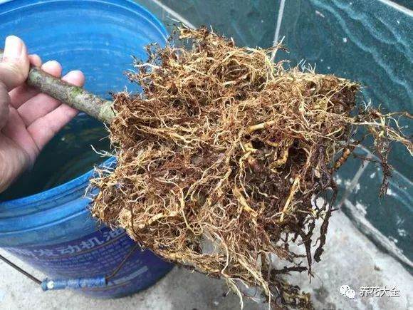 栀子花换盆的6个操作步骤