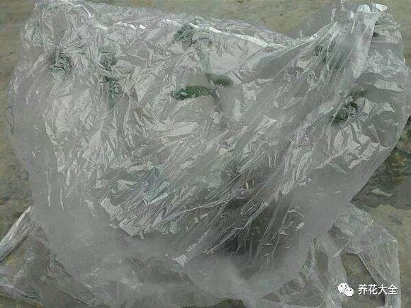 栀子花换盆的6个操作步骤