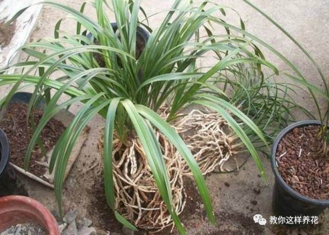 换盆后花卉 容易死?注意这几点,放心换!