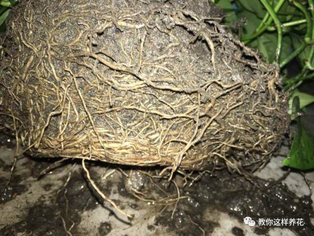 换盆后花卉 容易死?注意这几点,放心换!