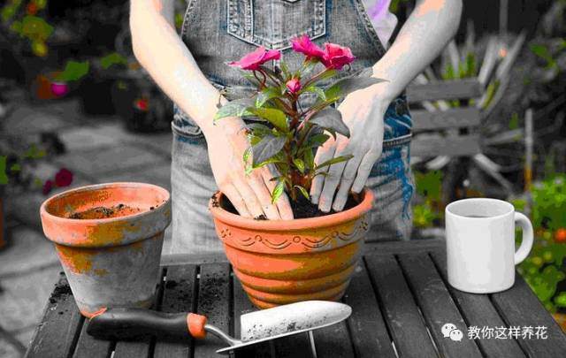 换盆后花卉 容易死?注意这几点,放心换!