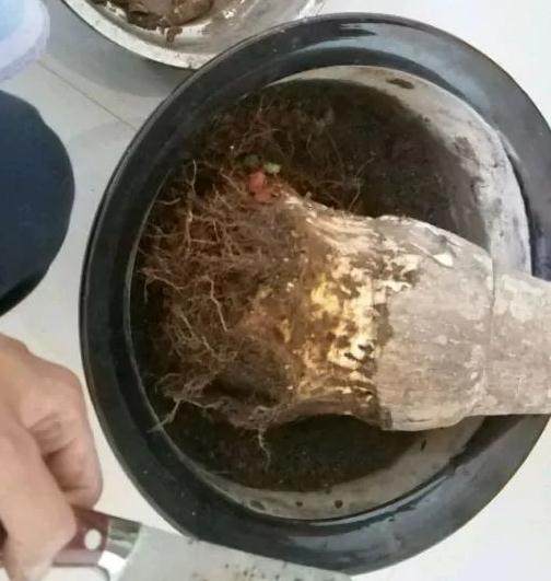 养花换盆不修根 等于白换 后悔都来不及!