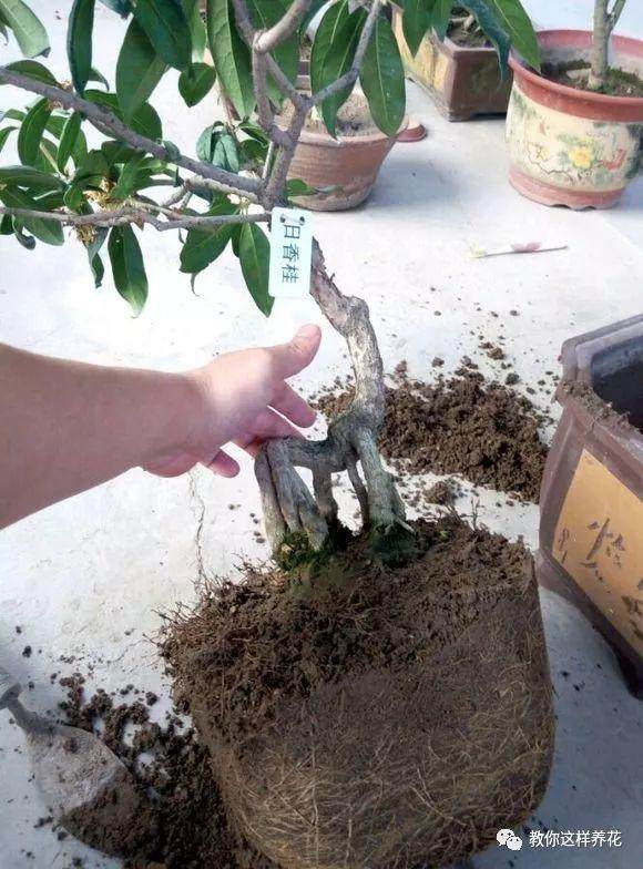 养花换盆不修根 等于白换 后悔都来不及!