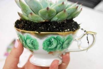 多肉植物怎么修根的方法 图片